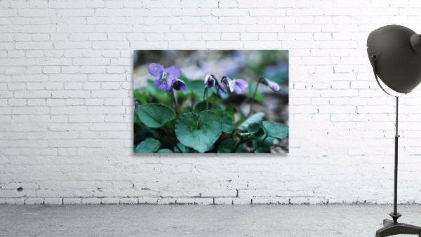 Wood Violets Wall Preview