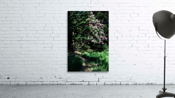 Rhododendron Road Wall Preview