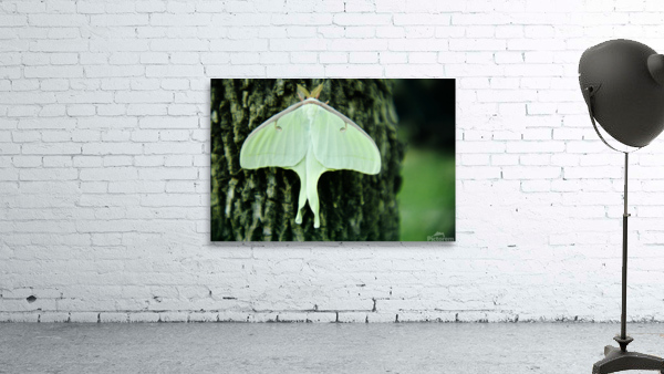 Luna Moth Wall Preview