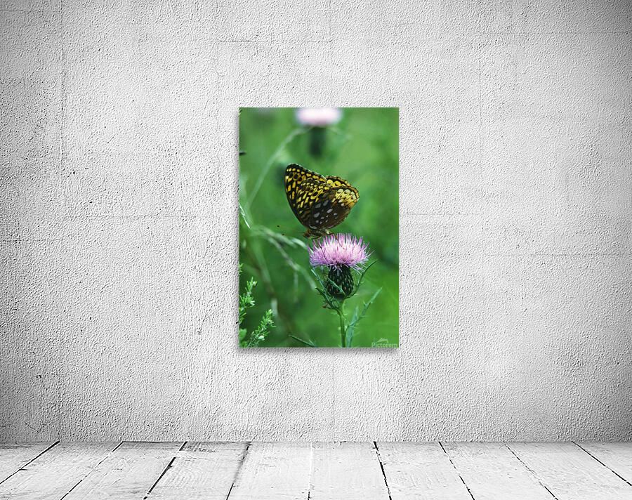 Fritillary on Thistle Wall Preview