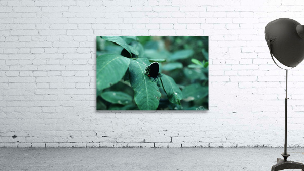 Atala Butterfly Wall Preview