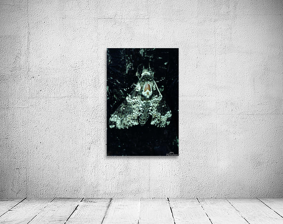 Pepper Moth Wall Preview