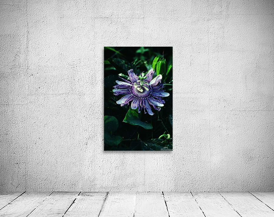 Passion Flower Wall Preview