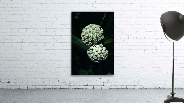 White Milkweed Wall Preview