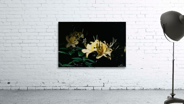 Yellow Azalea Wall Preview