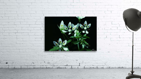 Cliff Saxifrage Wall Preview