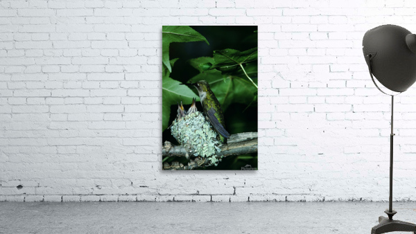 Humming Bird Nest Wall Preview