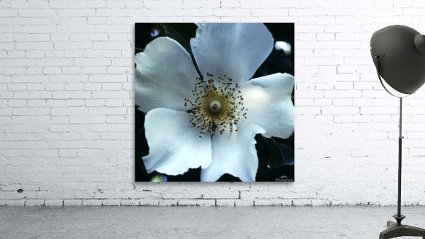 Magnolia Wall Preview