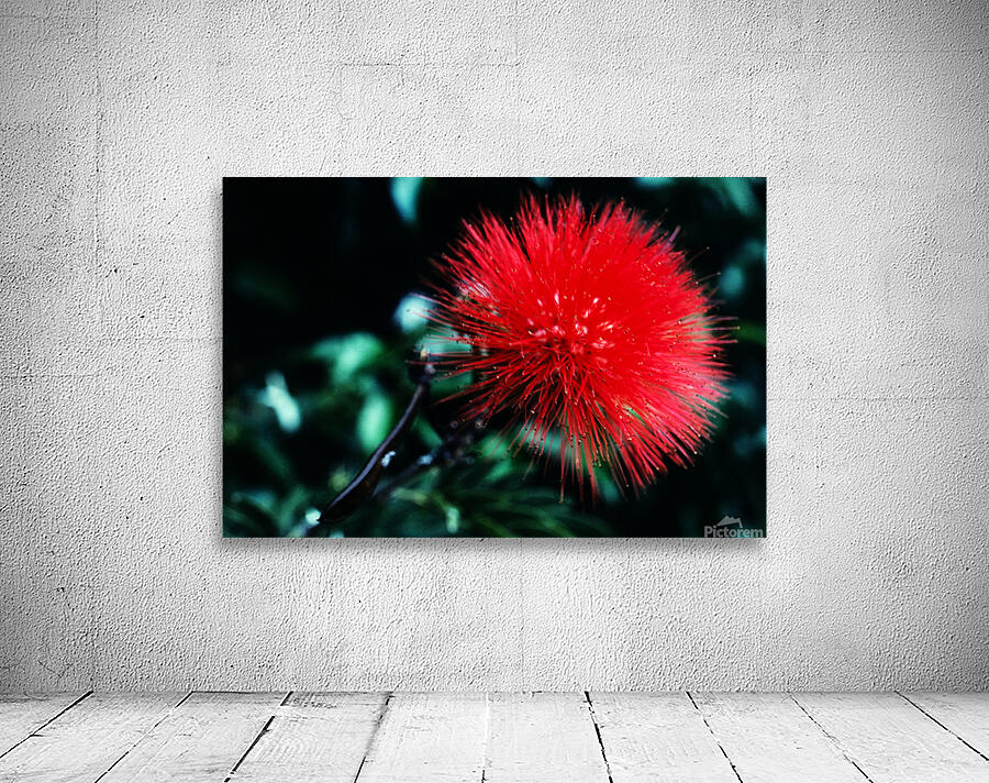 Red Bottlebrush Wall Preview