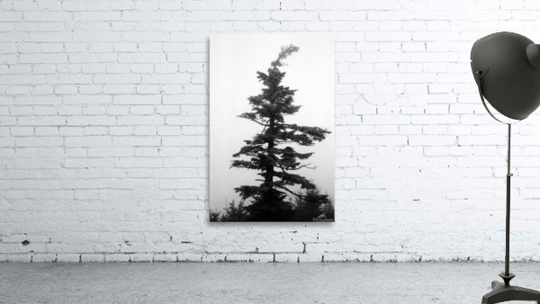 Frozen Fir Wall Preview