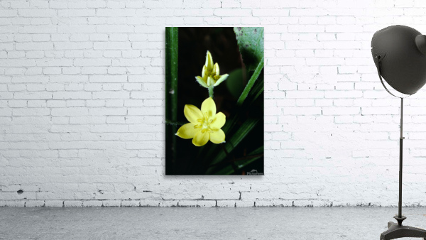 Yellow Star Grass Wall Preview