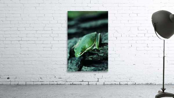 Downward Facing Frog Wall Preview
