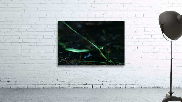 Rough Green Snake Wall Preview