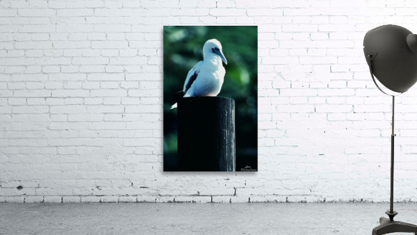 Red Footed Booby Wall Preview