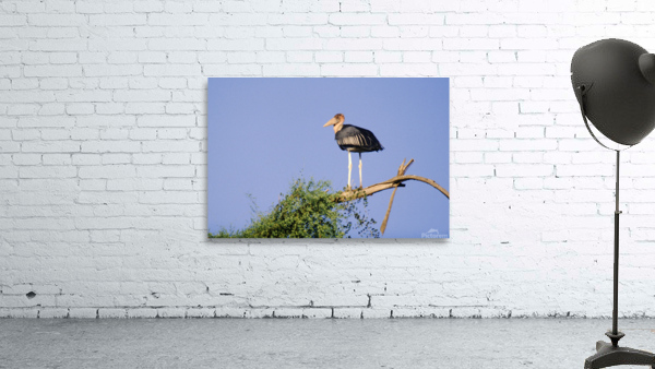 Marabou Stork Wall Preview
