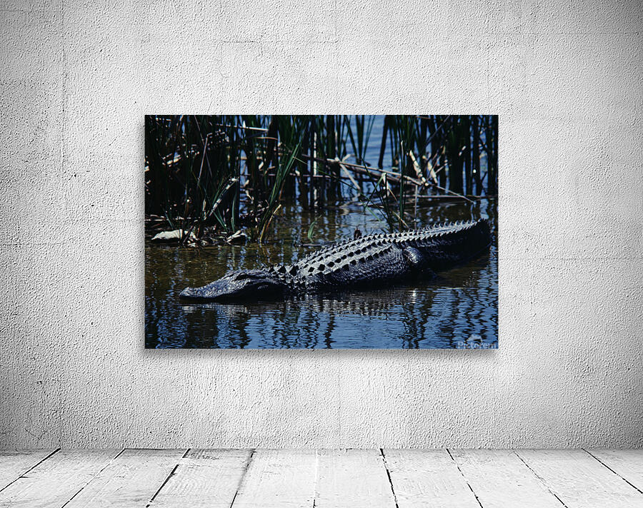 American Alligator Wall Preview