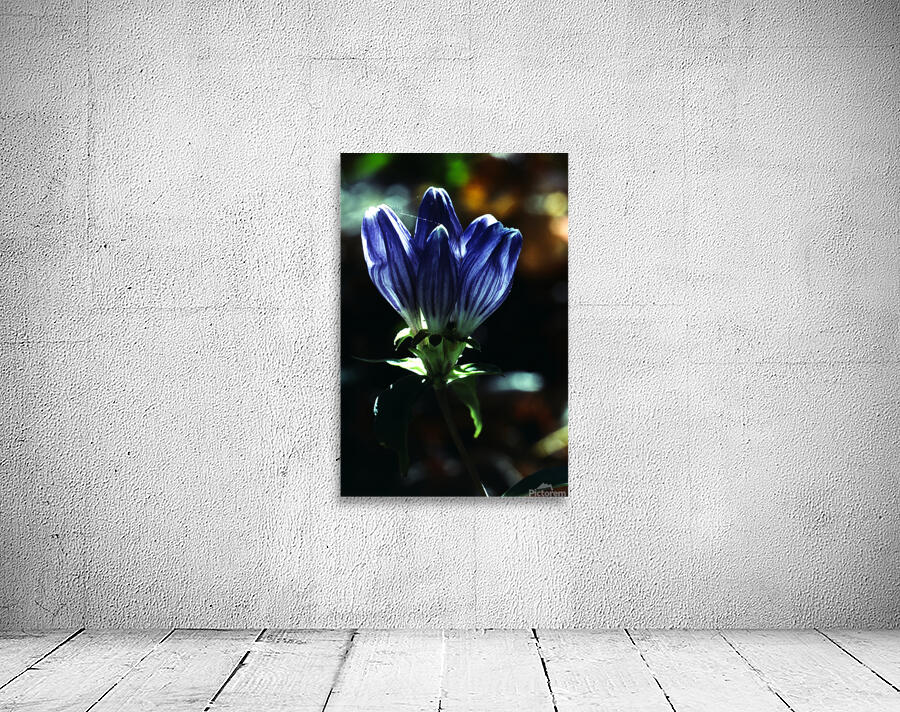 Bottle Gentiana Wall Preview
