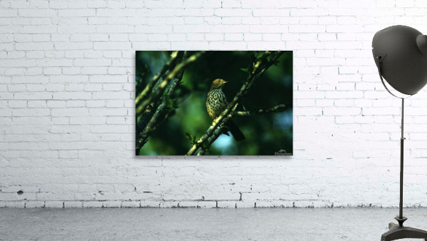 Brown Thrasher Wall Preview