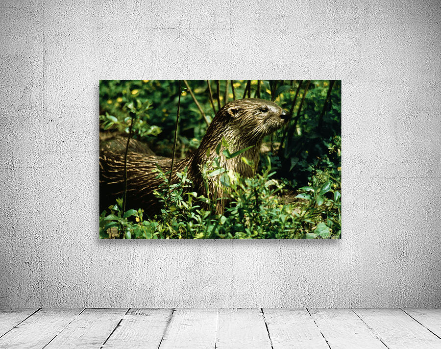 Calm Otter Wall Preview