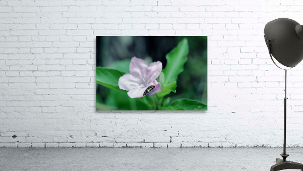 Deadly Pink Wall Preview