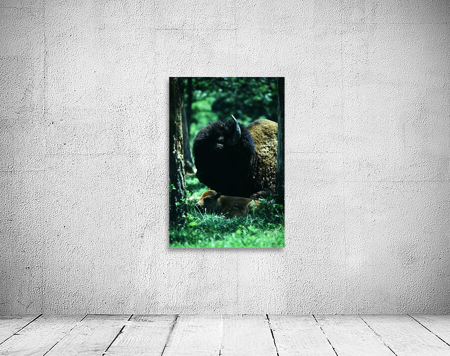 Forest Bision Wall Preview