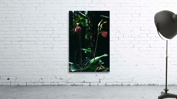 Lady Slippers Wall Preview