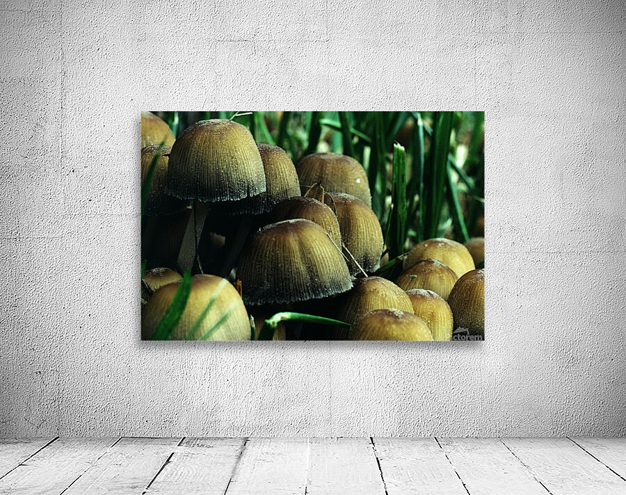 Mica Cap Mushrooms Wall Preview