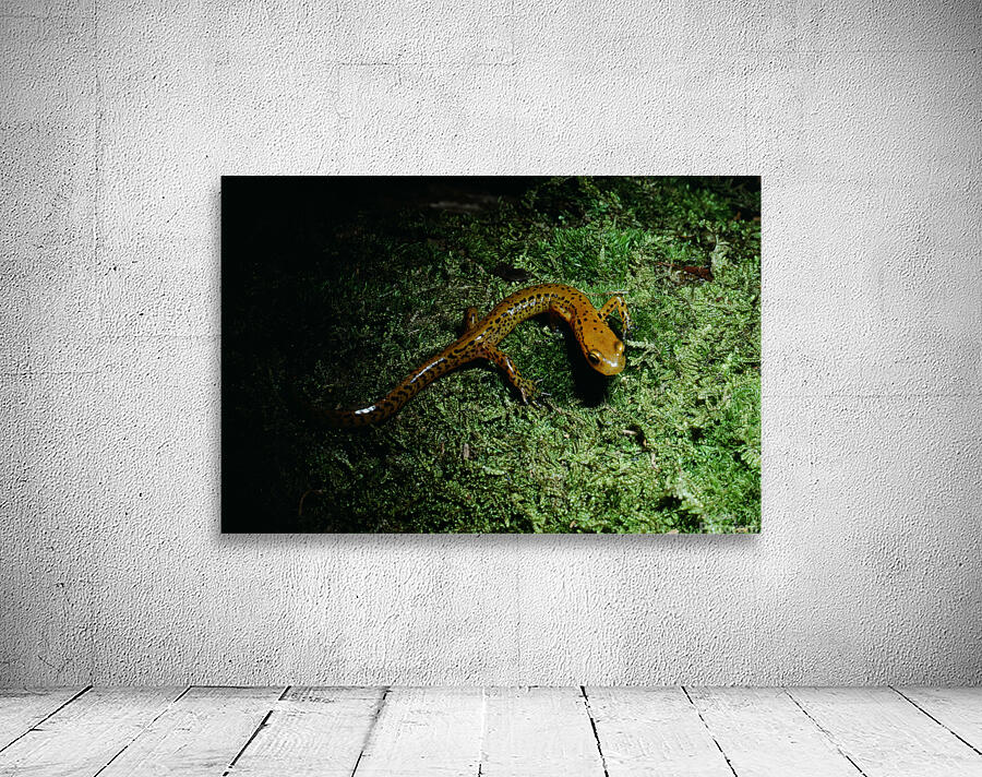 Northern Dusky Salamander Wall Preview