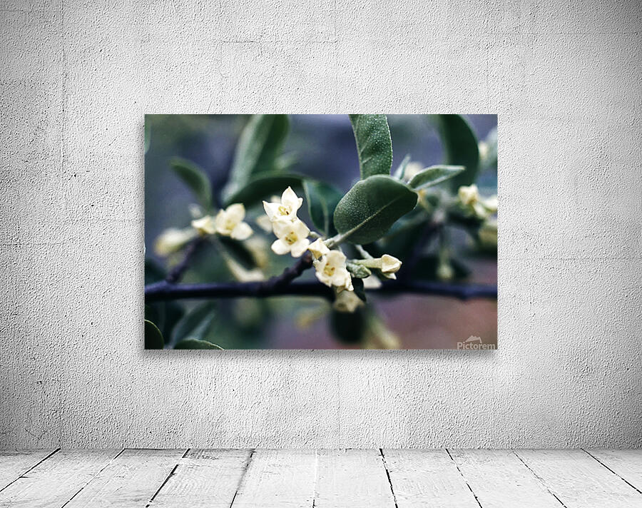 Russan Olive Wall Preview