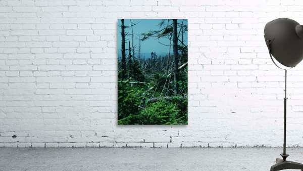 Seral Forest Wall Preview