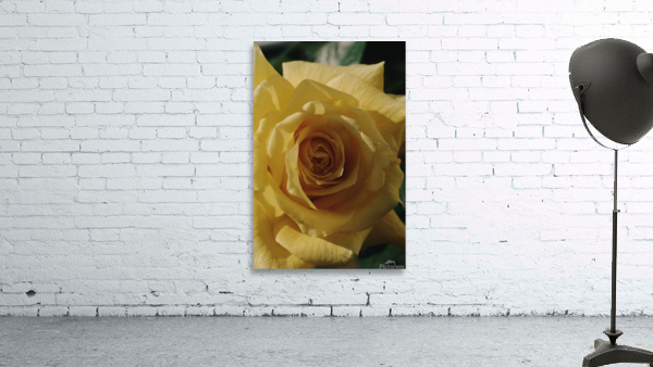 Texas Rose Wall Preview
