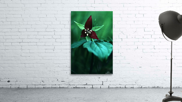Wake Robin Trillium Wall Preview