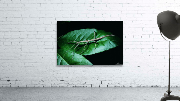 Walking Stick Wall Preview
