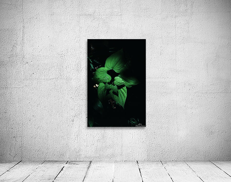 Wild Yam Wall Preview