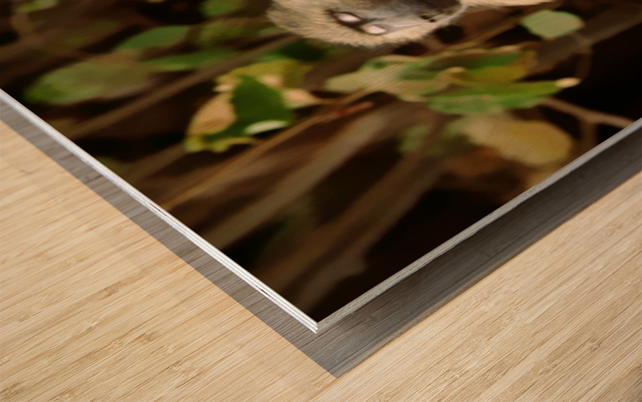 Buddha Baboon  Wood print
