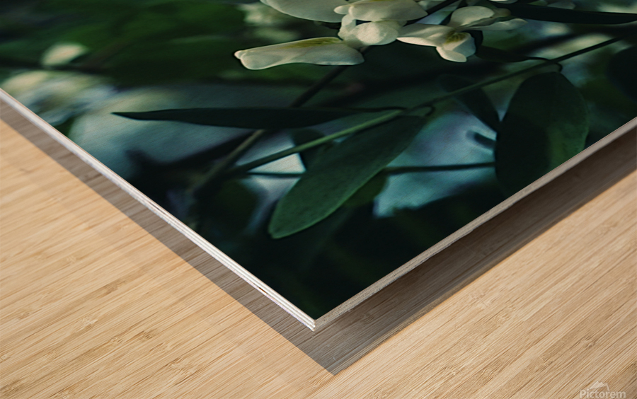Black Locust Wood print