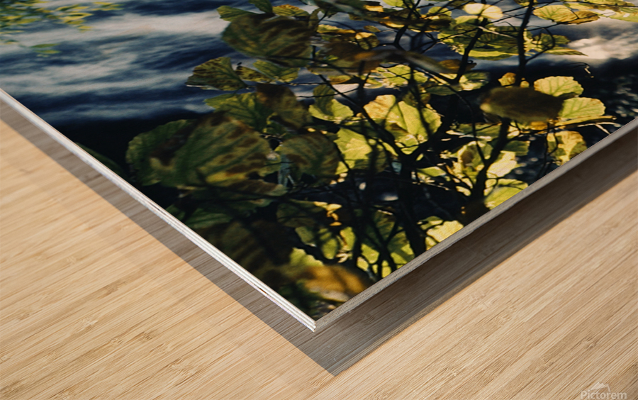 Cascade Under Forest Light Wood print