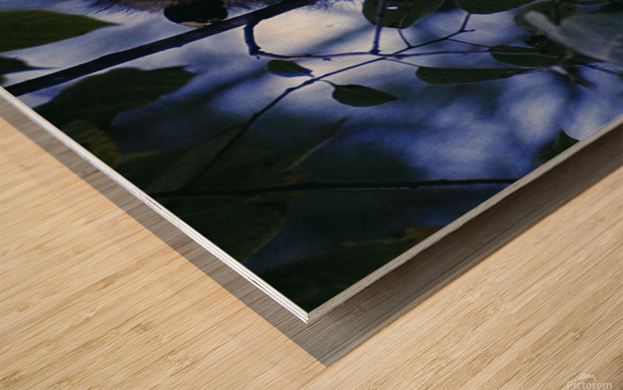 Crouching Opossum Wood print