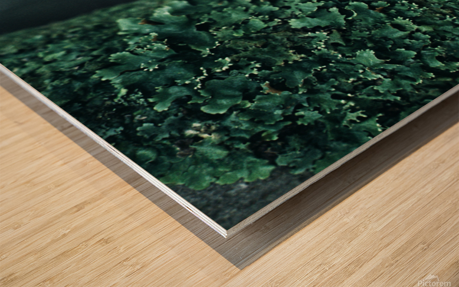Soft Green Scales Wood print