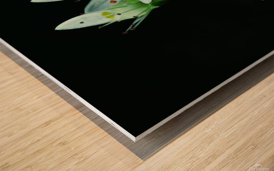 Cliff Saxifrage Wood print