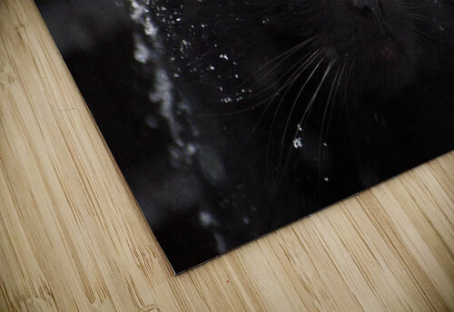 Black cat  AZO puzzle