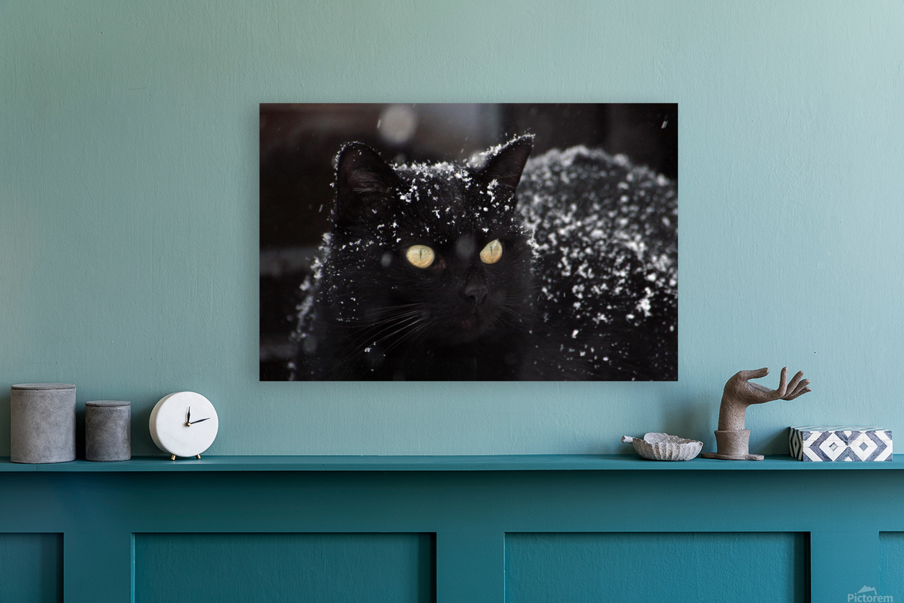 Black cat  Reproduction