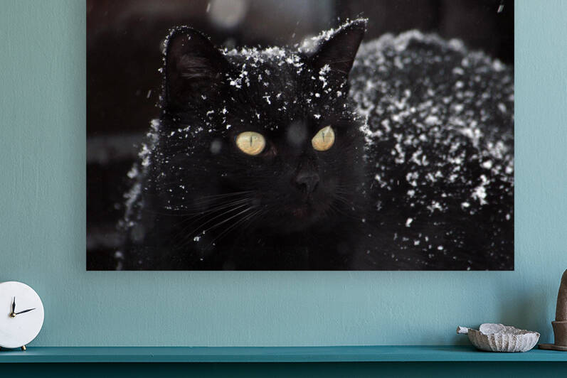 Black cat  by AZO