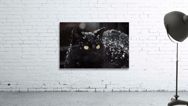 Black cat  Wall Preview
