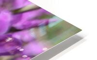 Violet Queen HD Metal print