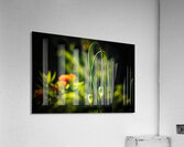 Summer Droop Acrylic Print