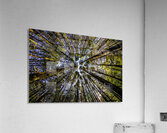 Tree Farm Acrylic Print