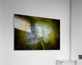 Goats Beard  Acrylic Print