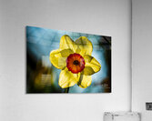 Spring Acrylic Print