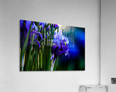 Spring Colour Acrylic Print